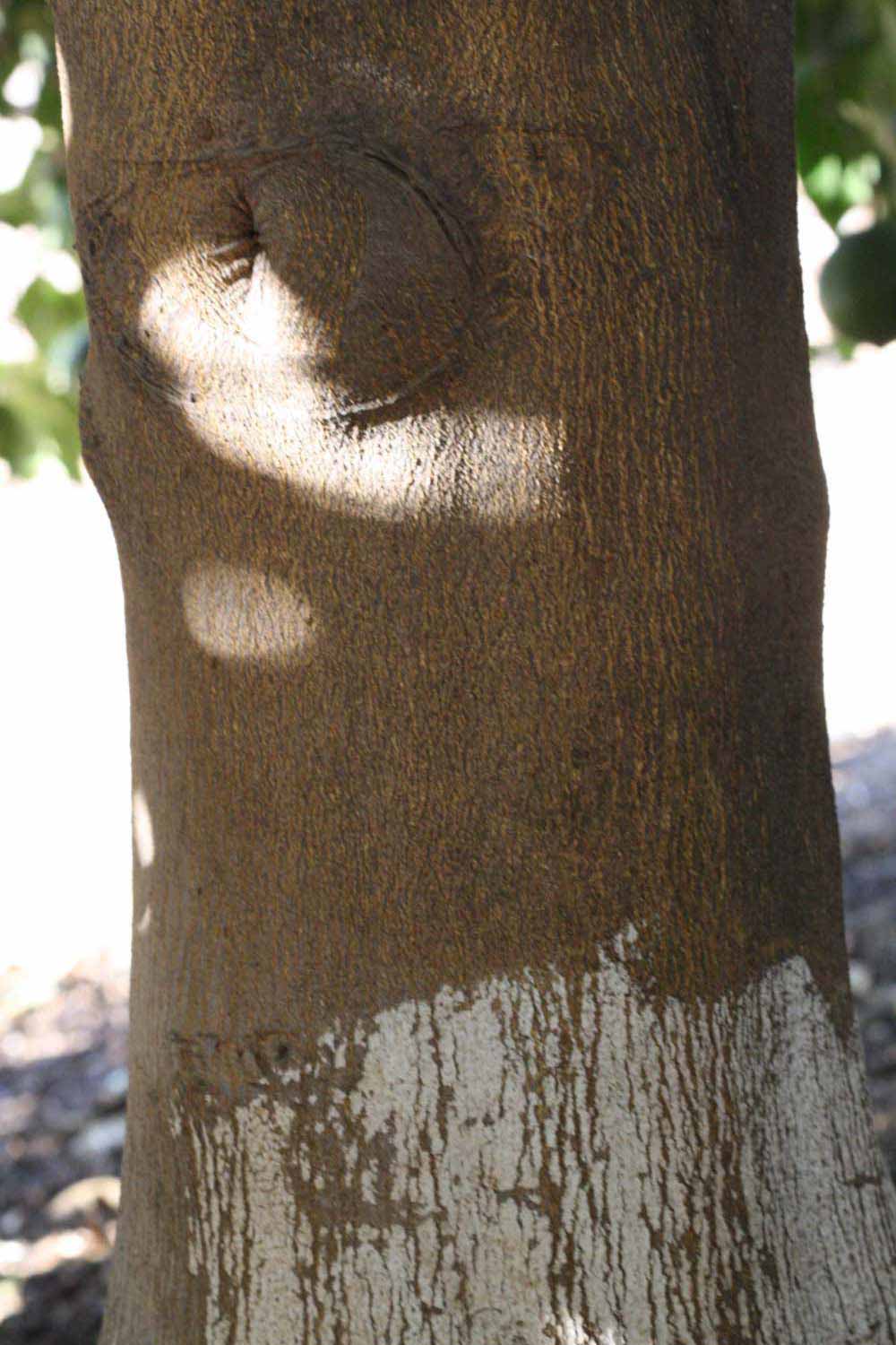            Bark (Riverside, CA)   